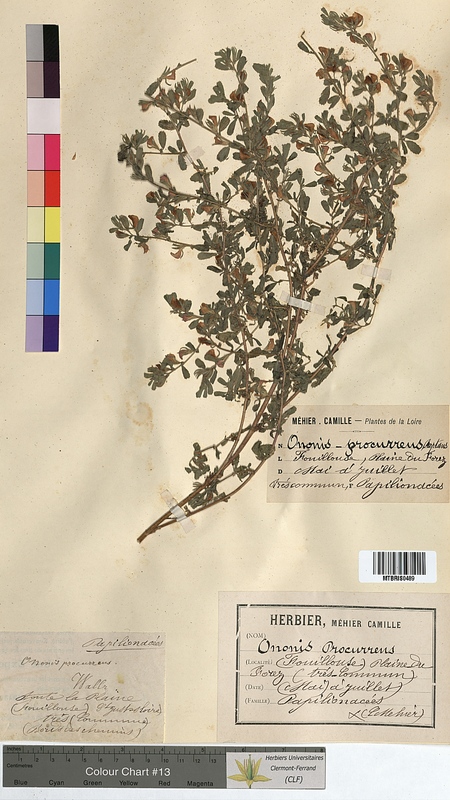 Ononis procurrens (Fabaceae)