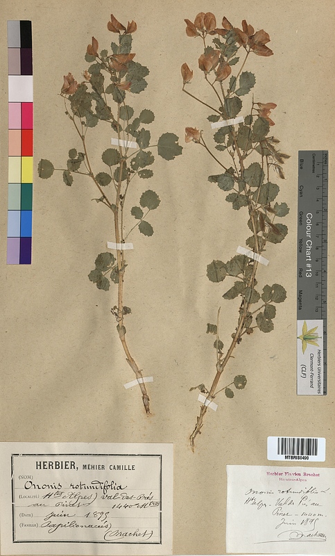 Ononis rotundifolia (Fabaceae)