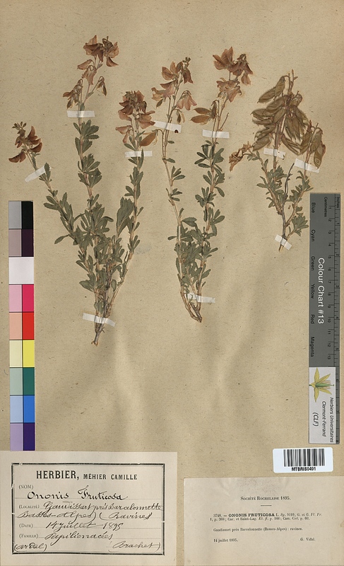 Ononis fruticosa (Fabaceae)