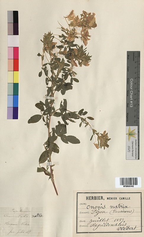 Ononis natrix (Fabaceae)