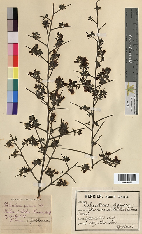 Calicotome spinosa (Fabaceae)