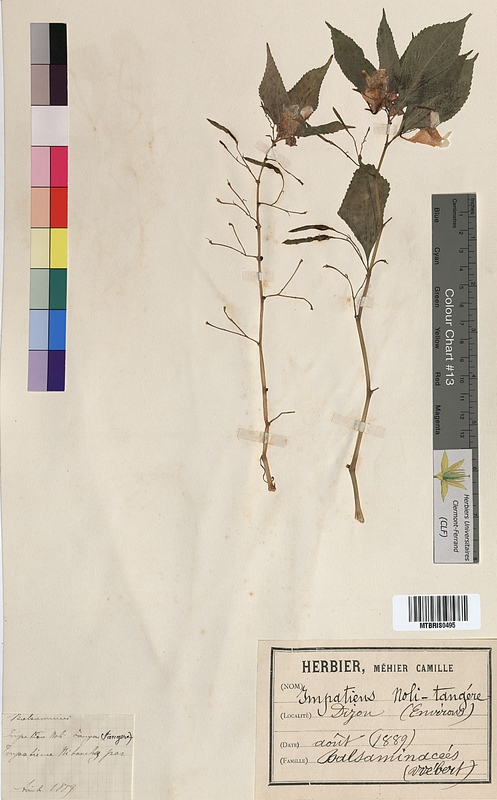 Impatiens noli-tangere (Balsaminaceae)
