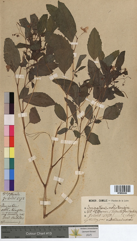 Impatiens noli-tangere (Balsaminaceae)