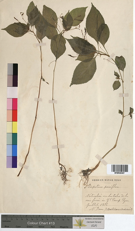 Impatiens parviflora (Balsaminaceae)
