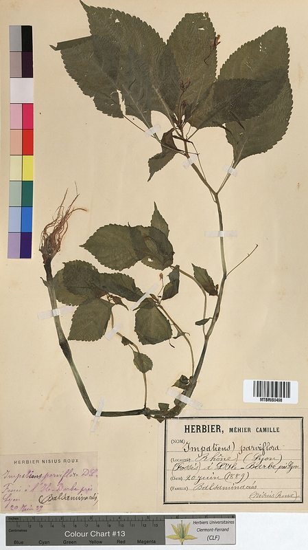 Impatiens parviflora (Balsaminaceae)