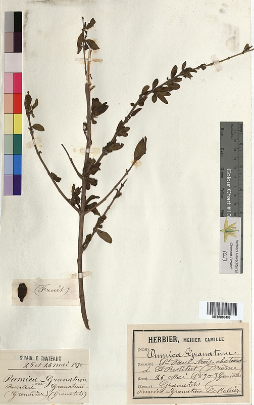 Punica granatum (Lythraceae)