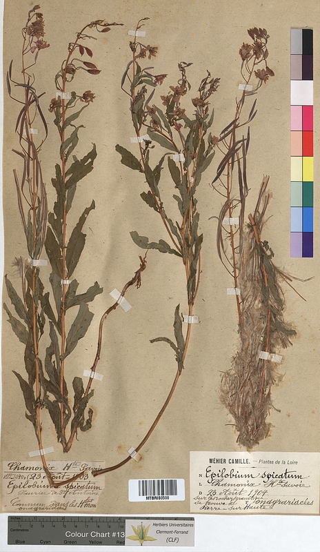 Epilobium spicatum (Onagraceae)