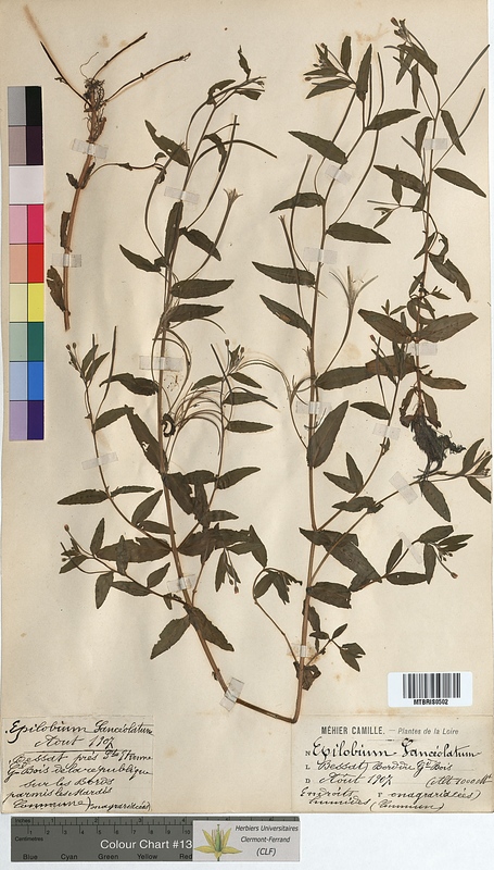 Epilobium lanceolatum (Onagraceae)