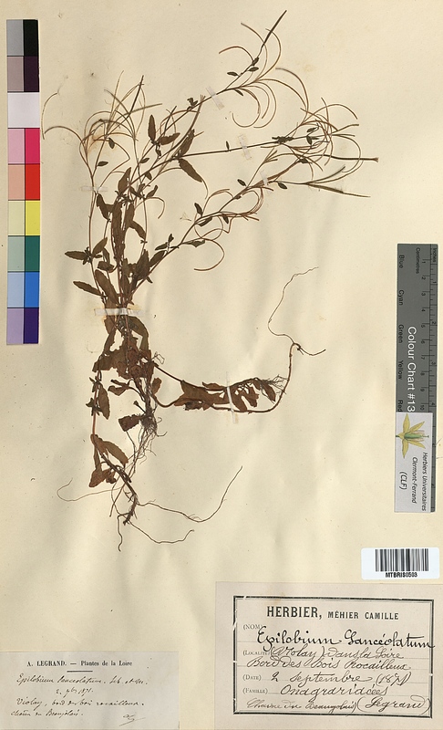 Epilobium lanceolatum (Onagraceae)
