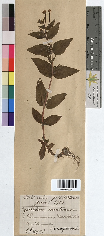 Epilobium montanum (Onagraceae)