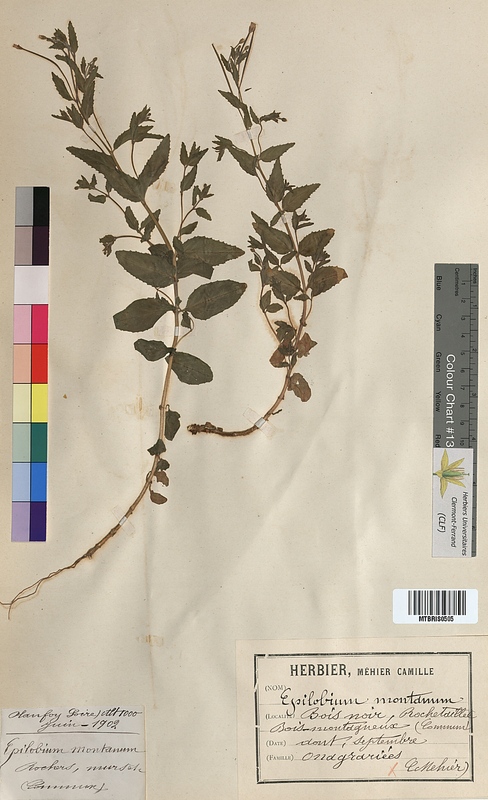 Epilobium montanum (Onagraceae)