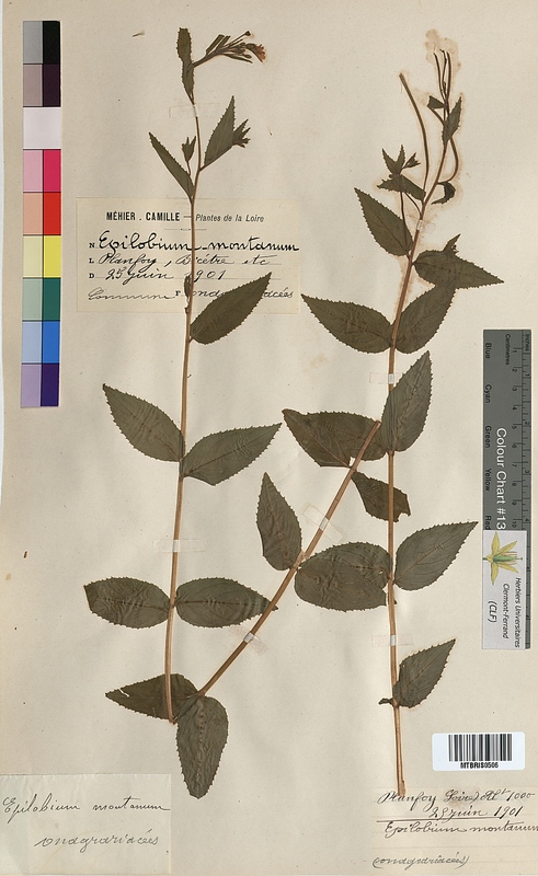 Epilobium montanum (Onagraceae)