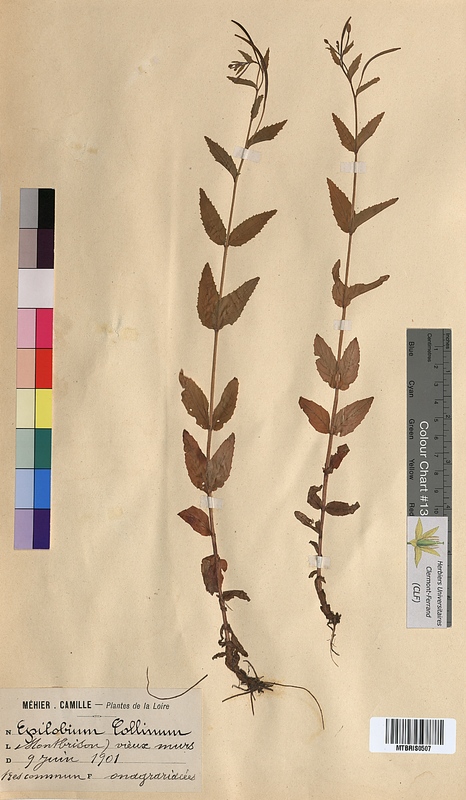 Epilobium collinum (Onagraceae)