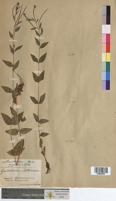Epilobium collinum (Onagraceae)