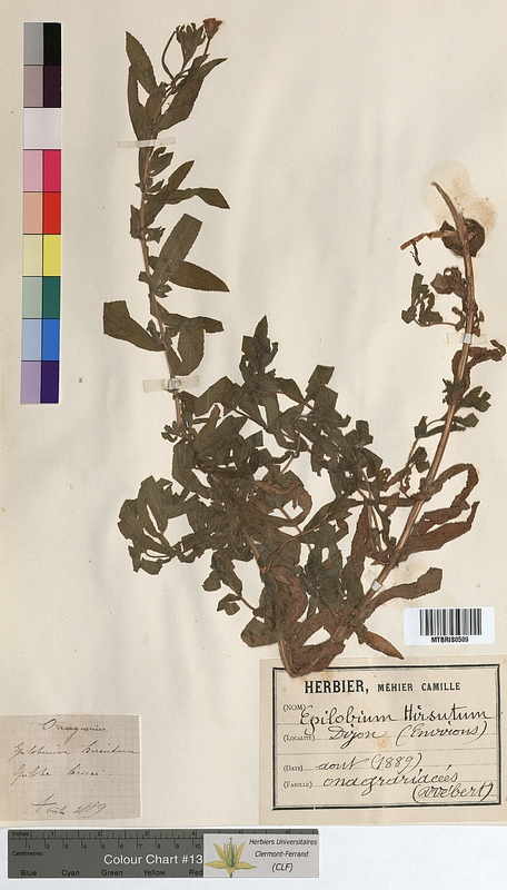 Epilobium hirsutum (Onagraceae)