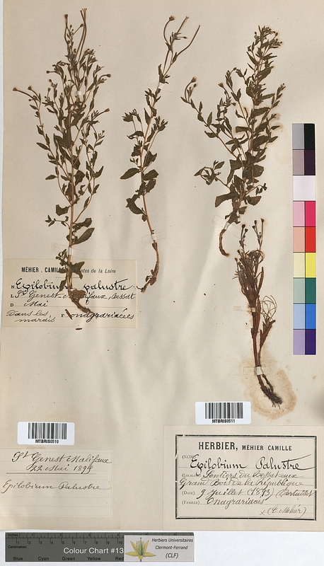 Epilobium palustre (Onagraceae)
