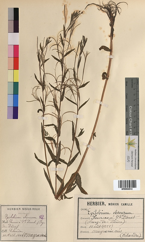 Epilobium obscurum (Onagraceae)