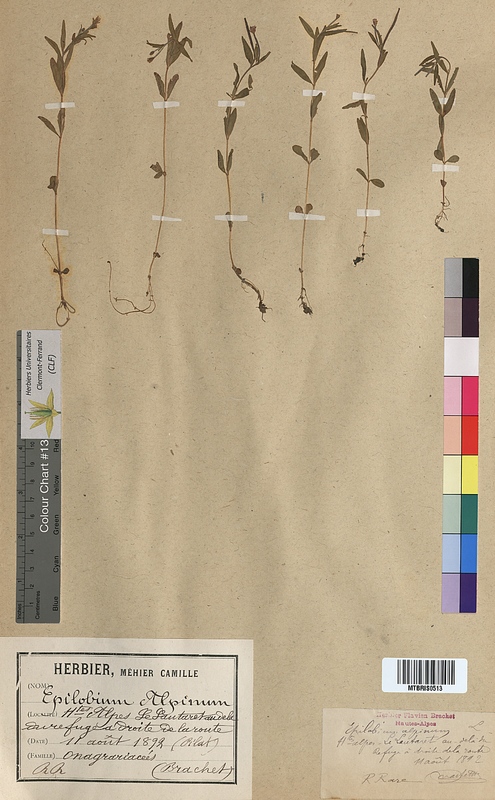 Epilobium alpinum (Onagraceae)