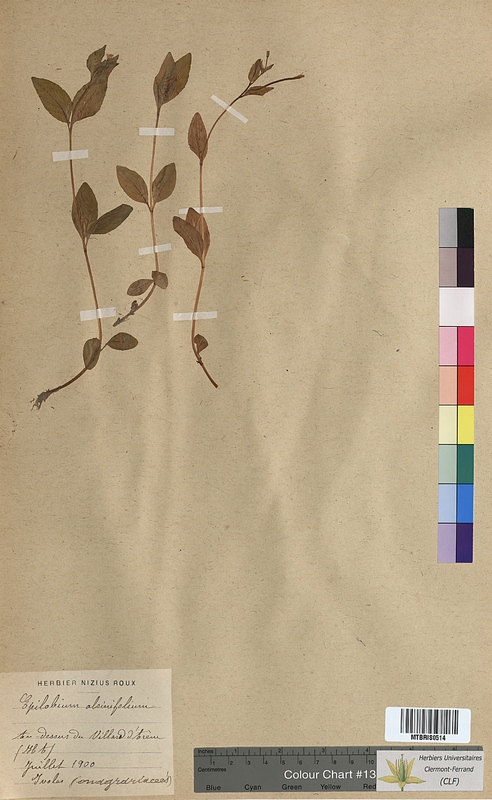 Epilobium alsinifolium (Onagraceae)