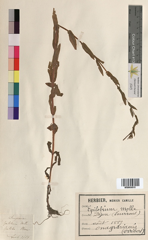 Epilobium molle (Onagraceae)