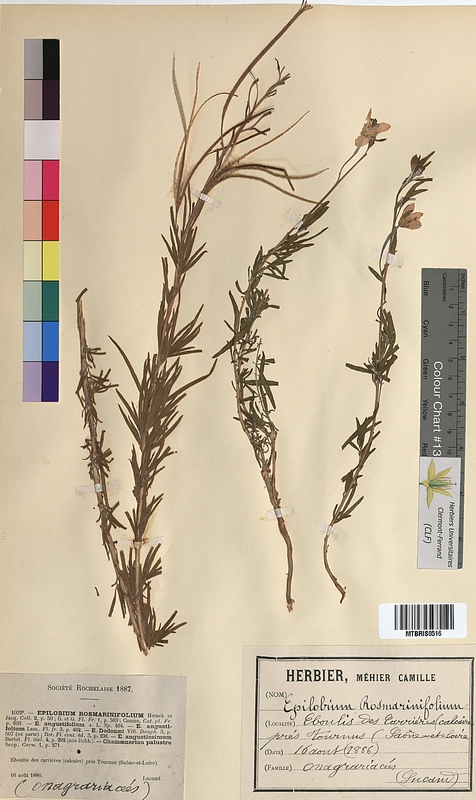 Epilobium rosmarinifolium (Onagraceae)