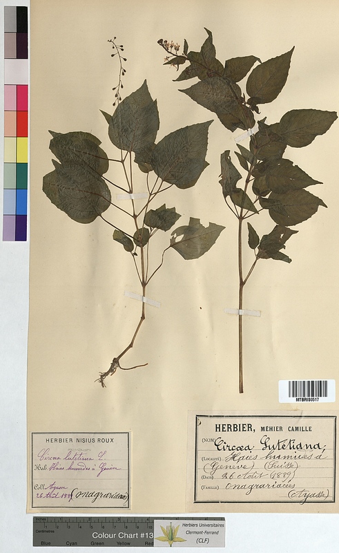 Circaea lutetiana (Onagraceae)