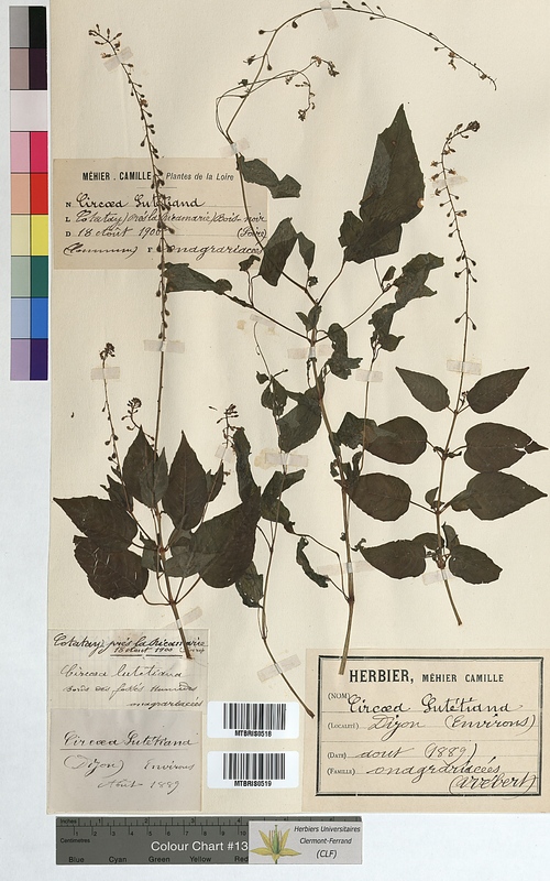 Circaea lutetiana (Onagraceae)