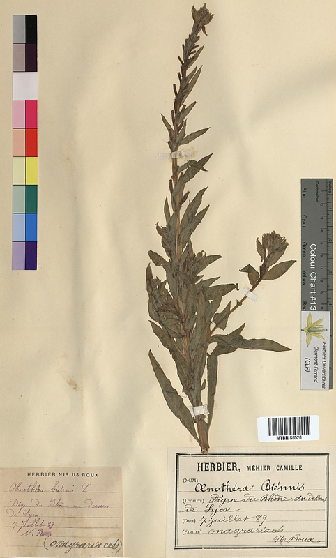 Oenothera biennis (Onagraceae)