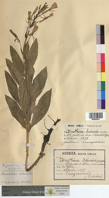 Oenothera biennis (Onagraceae)