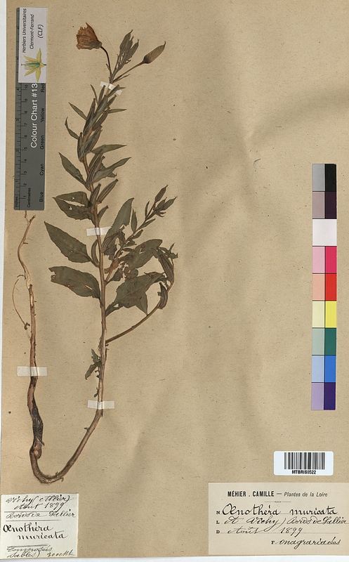 Oenothera muricata (Onagraceae)