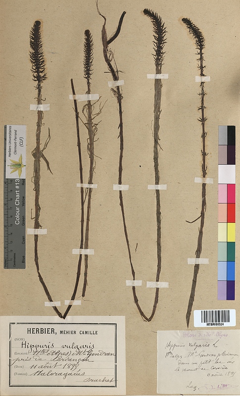 Hippuris vulgaris (Hippuridaceae)