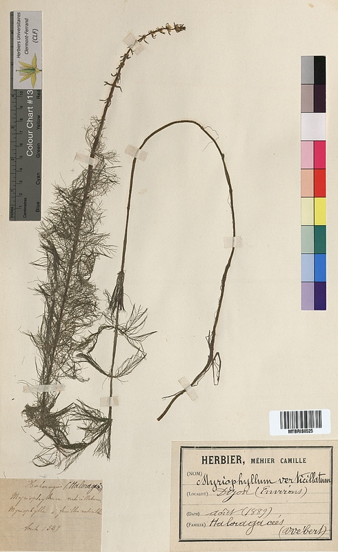 Myriophyllum verticillatum (Haloragaceae)