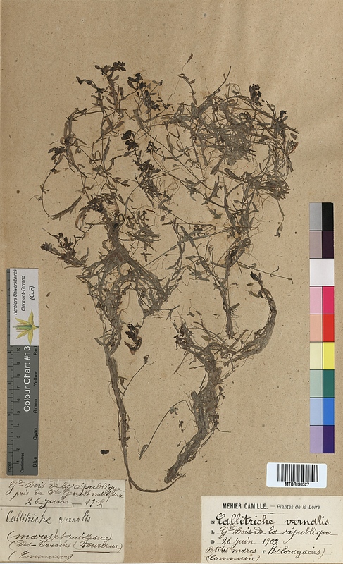 Callitriche vernalis (Callitrichaceae)