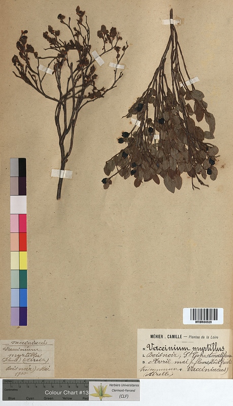 Vaccinium myrtillus (Ericaceae)
