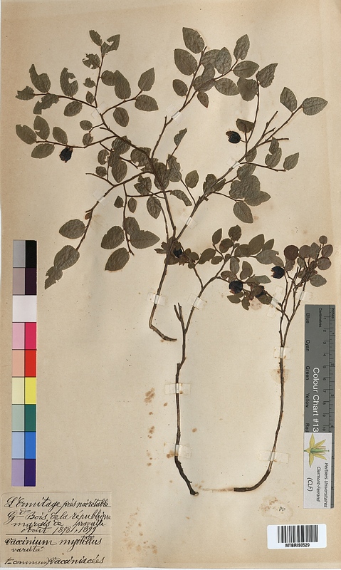 Vaccinium myrtillus (Ericaceae)