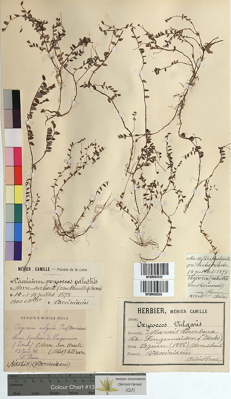 Vaccinium oxycoccos (Ericaceae)