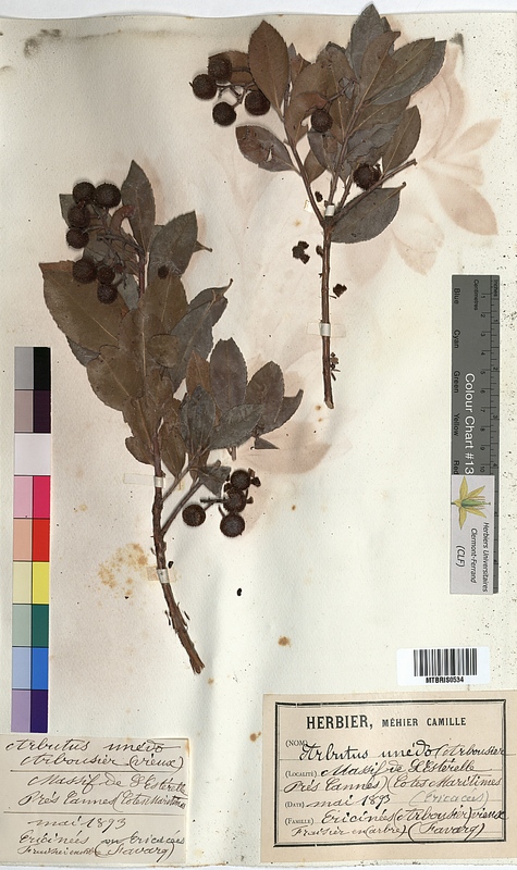 Arbutus unedo (Ericaceae)