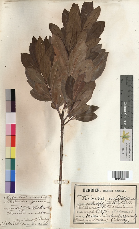 Arbutus unedo (Ericaceae)