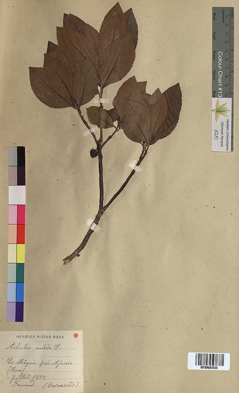 Arbutus unedo (Ericaceae)