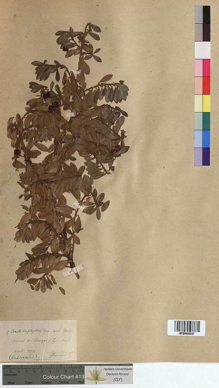 Arctostaphylos uva-ursi (Ericaceae)