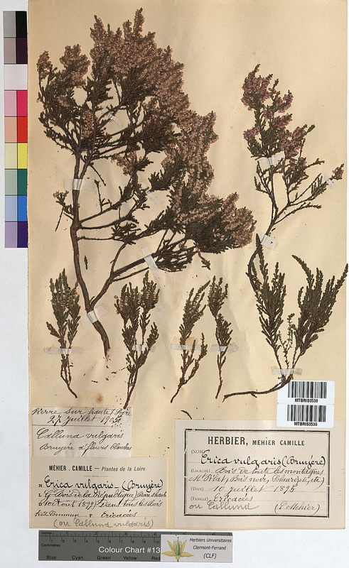 Calluna vulgaris (Ericaceae)