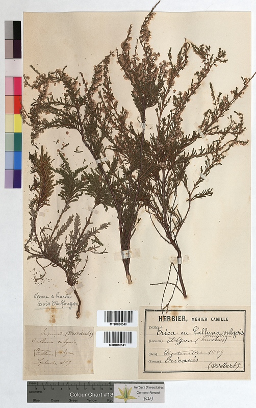 Calluna vulgaris (Ericaceae)