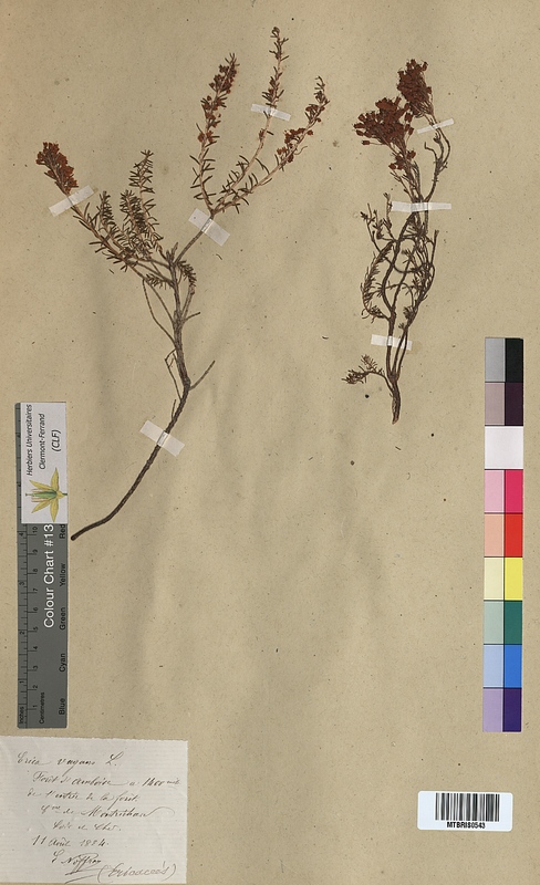 Erica vagans (Ericaceae)