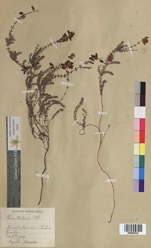 Erica x watsonii (Ericaceae)