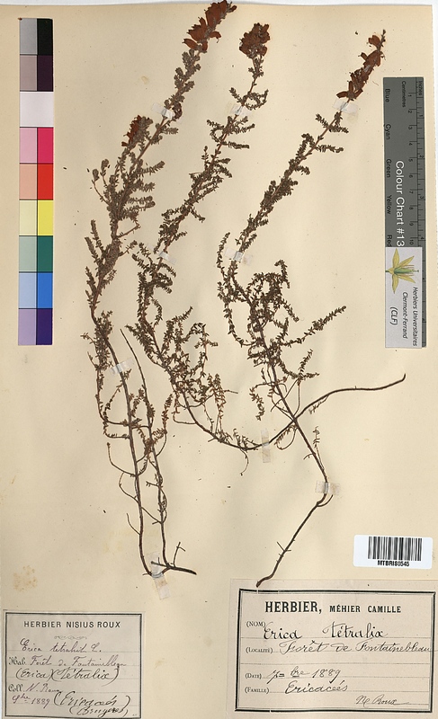 Erica tetralix (Ericaceae)