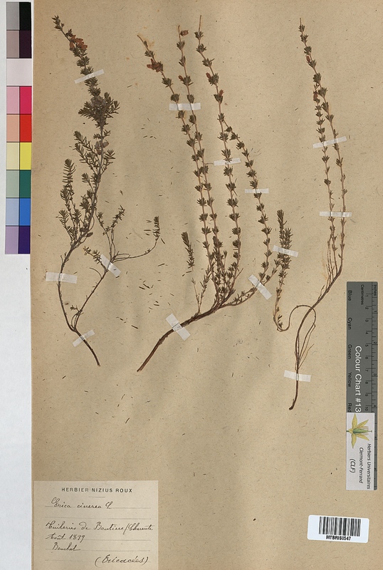 Erica cinerea (Ericaceae)