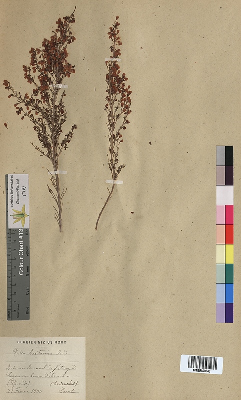 Erica lusitanica (Ericaceae)