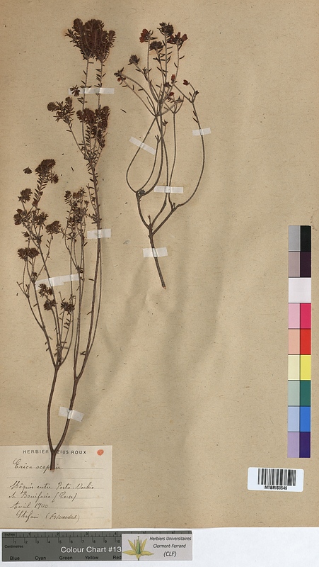 Erica scoparia (Ericaceae)