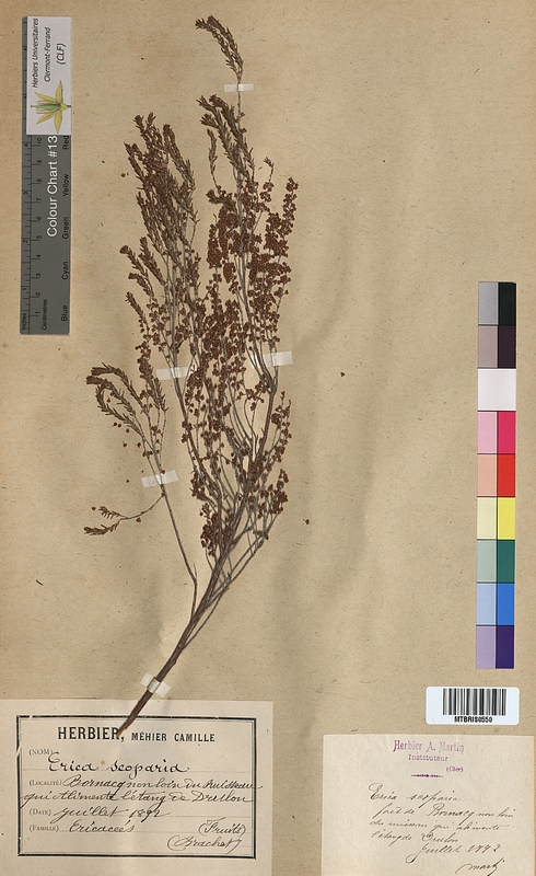 Erica scoparia (Ericaceae)