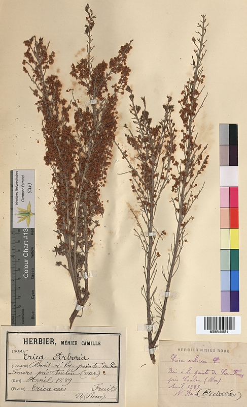 Erica arborea (Ericaceae)